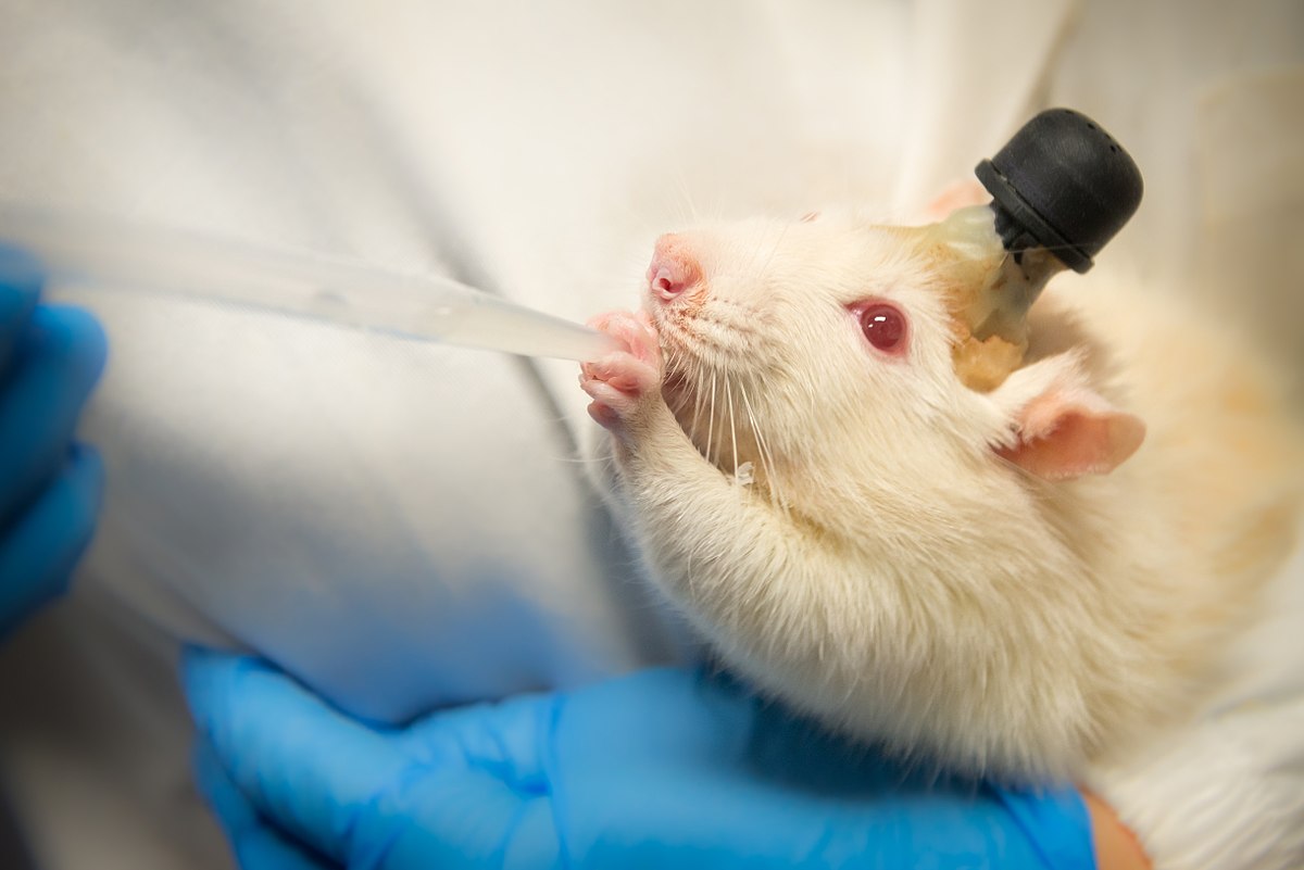1200px-Feeding_a_laboratory_rat.jpg